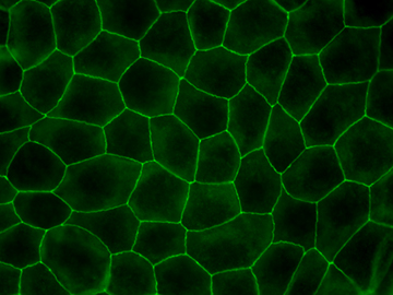 mdcki10dpc-cla1.jpg
